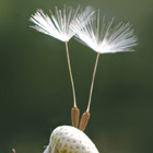 Pusteblume